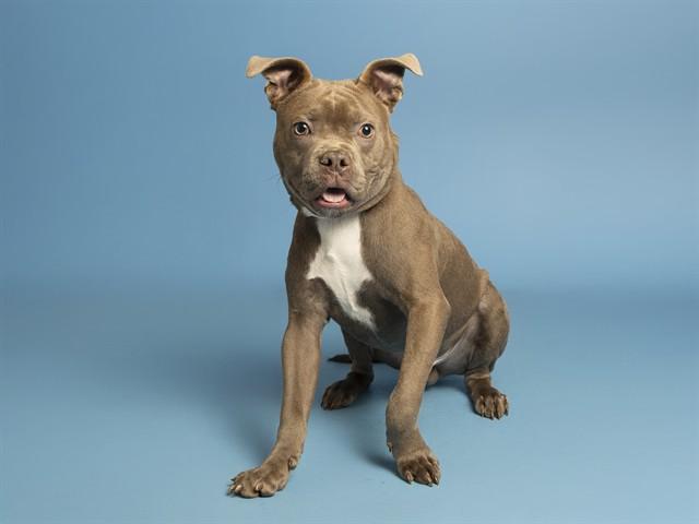 Enlarge BUTTERBALL, a Adoptable mixed breed in Phoenix, AZ image 1/1