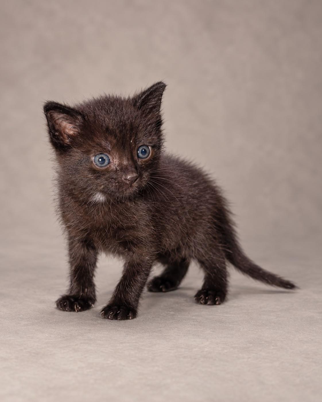 Enlarge Shaggie, a Adoptable Domestic Short Hair in Miami, FL image 1/1