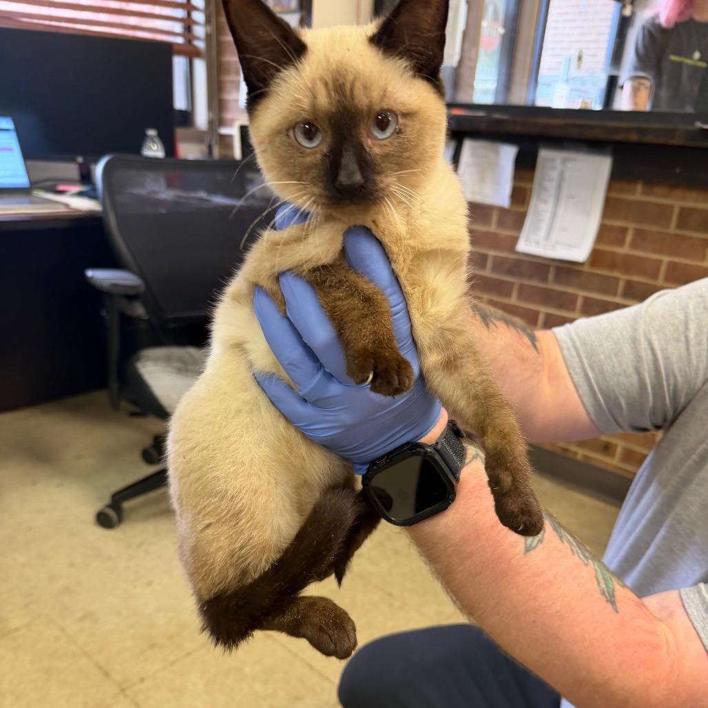 Enlarge Mali, a Adoptable Siamese in Birmingham, AL image 1/1