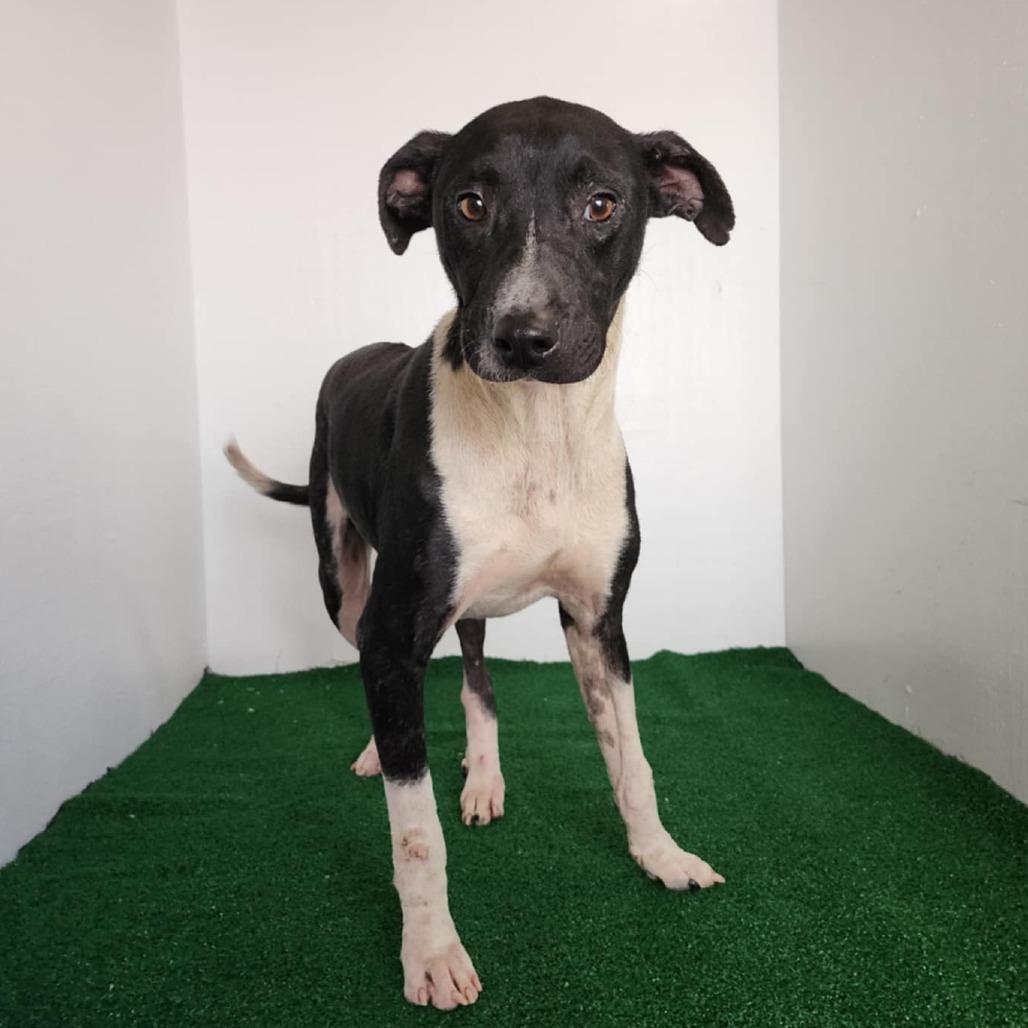 Dillard — thumbnail 2