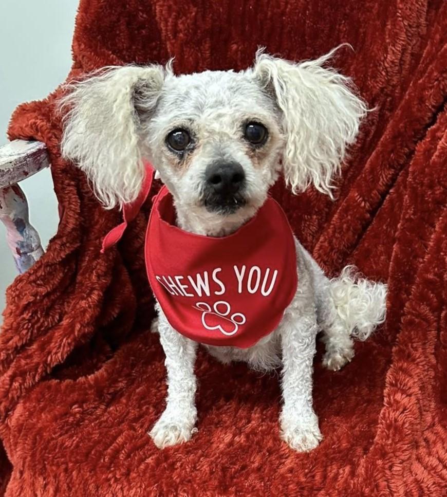 Enlarge Gidget, a Adopted mixed breed in Meridian, MS image 1/1