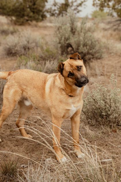 Teddy, ADOPTABLE, Adult Male Shepherd.