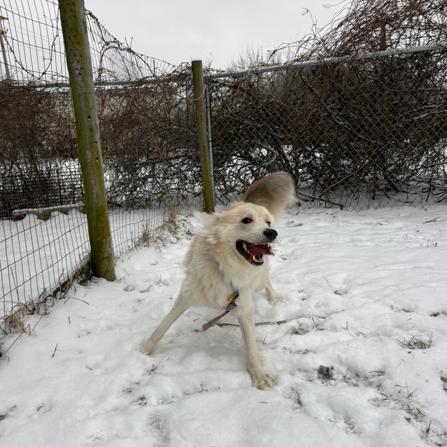Enlarge Ivan, a ADOPTABLE mixed breed in Brunswick, OH image 5/6
