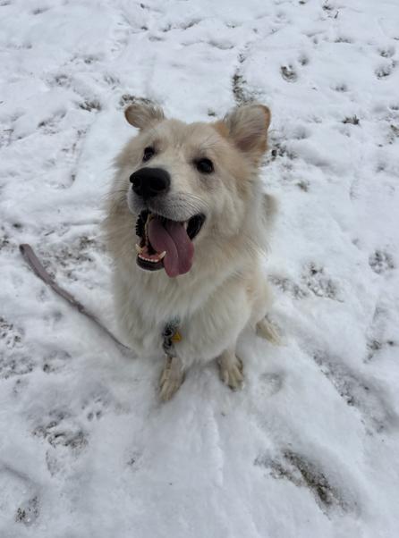 Enlarge Ivan, a ADOPTABLE mixed breed in Brunswick, OH image 3/6