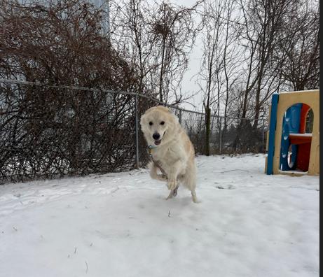 Enlarge Ivan, a ADOPTABLE mixed breed in Brunswick, OH image 6/6