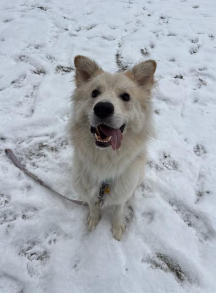 Ivan, ADOPTABLE, Adult Male Samoyed.
