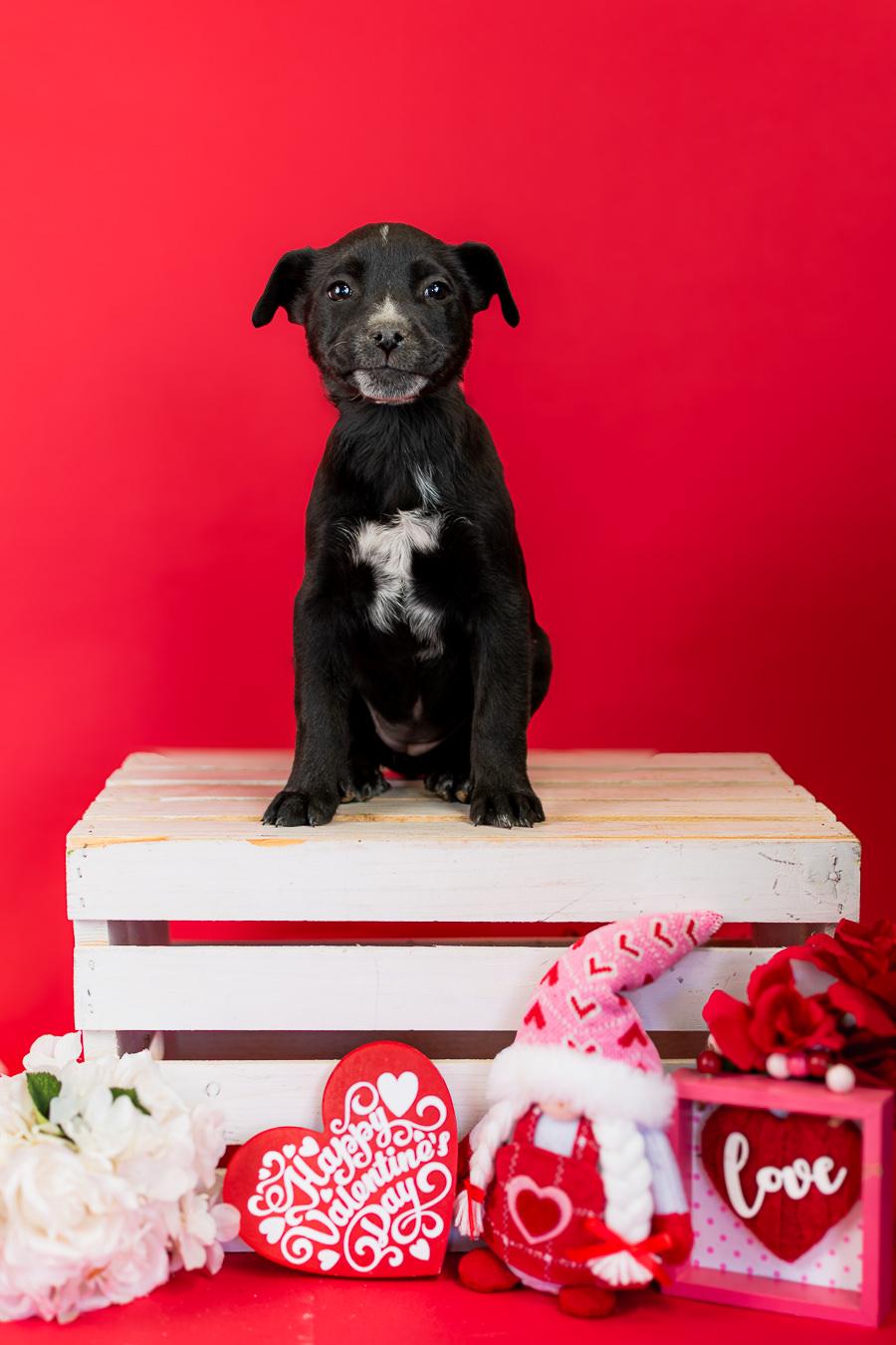 Enlarge 62-26, a ADOPTABLE mixed breed in Brighton, CO image 1/1