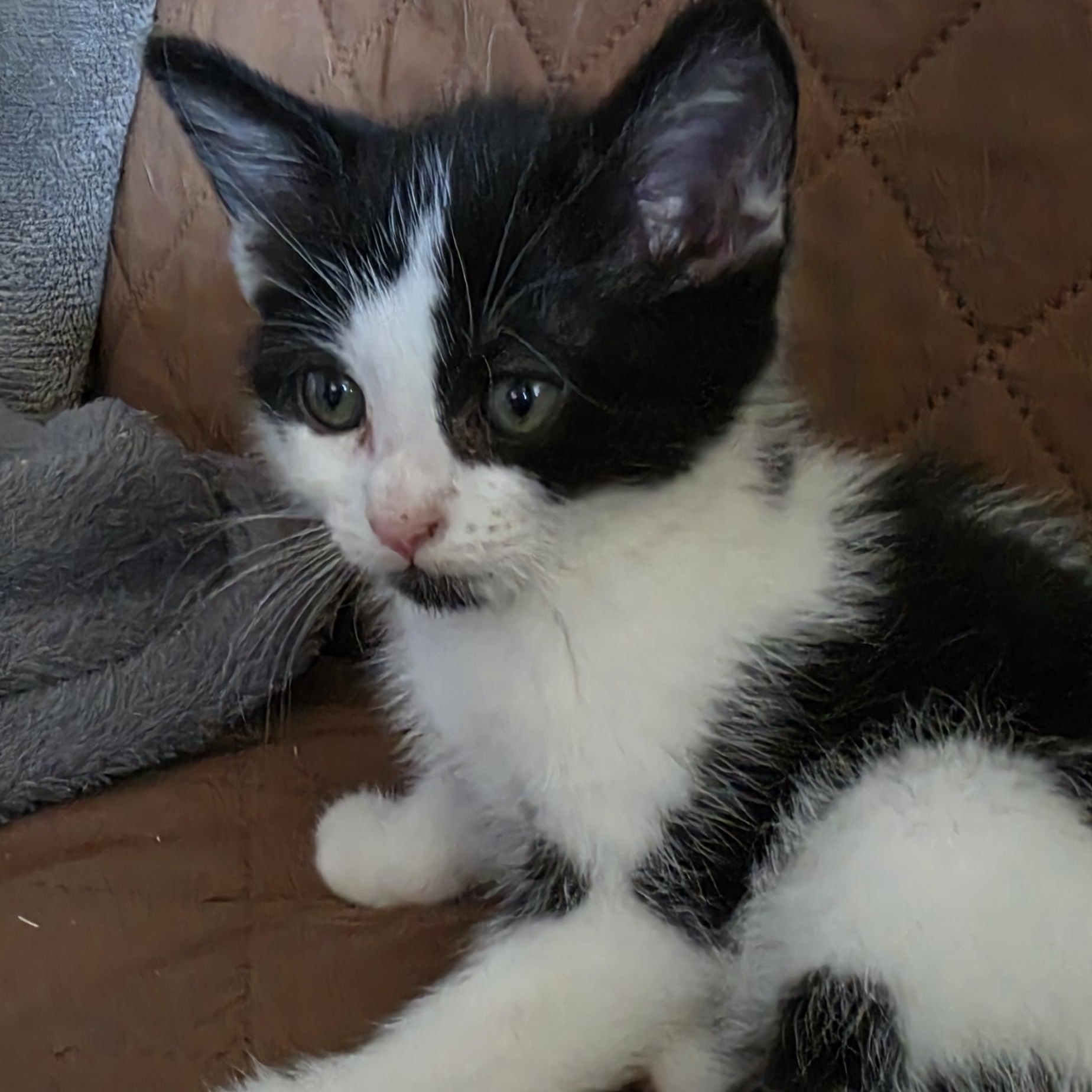 Enlarge Vicky, a Adoptable Domestic Short Hair in Portland, OR image 4/4