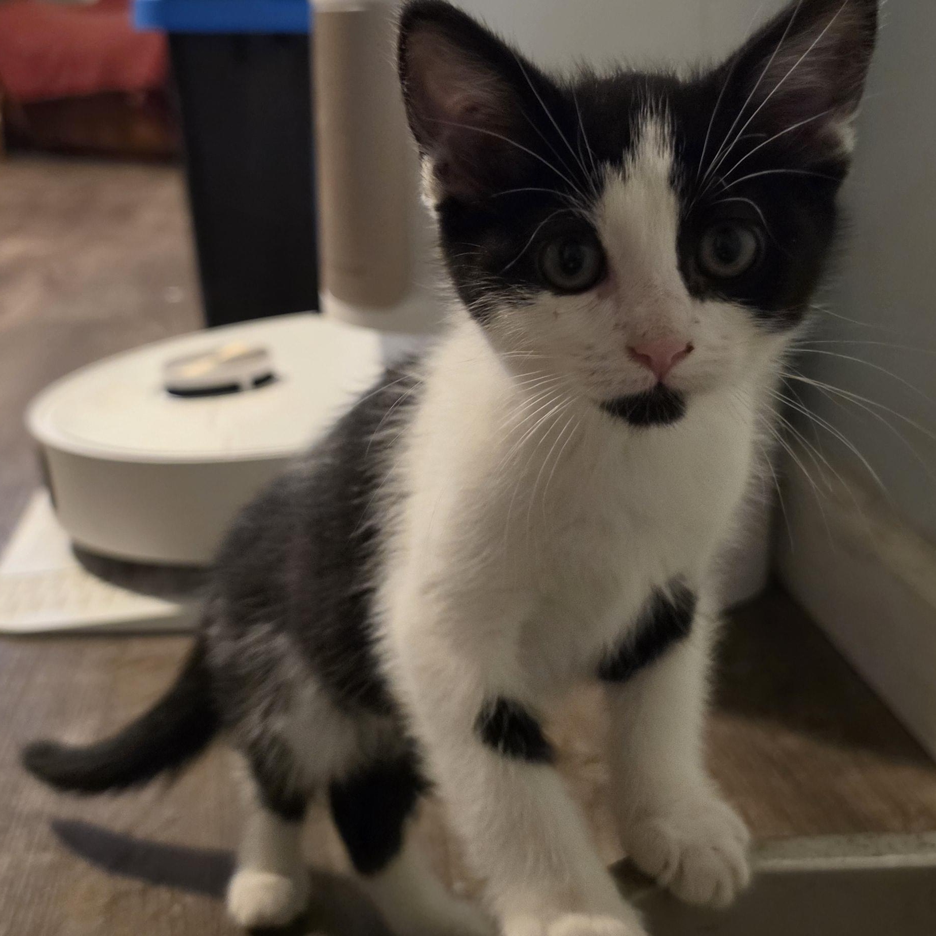 Enlarge Vicky, a Adoptable Domestic Short Hair in Portland, OR image 1/4