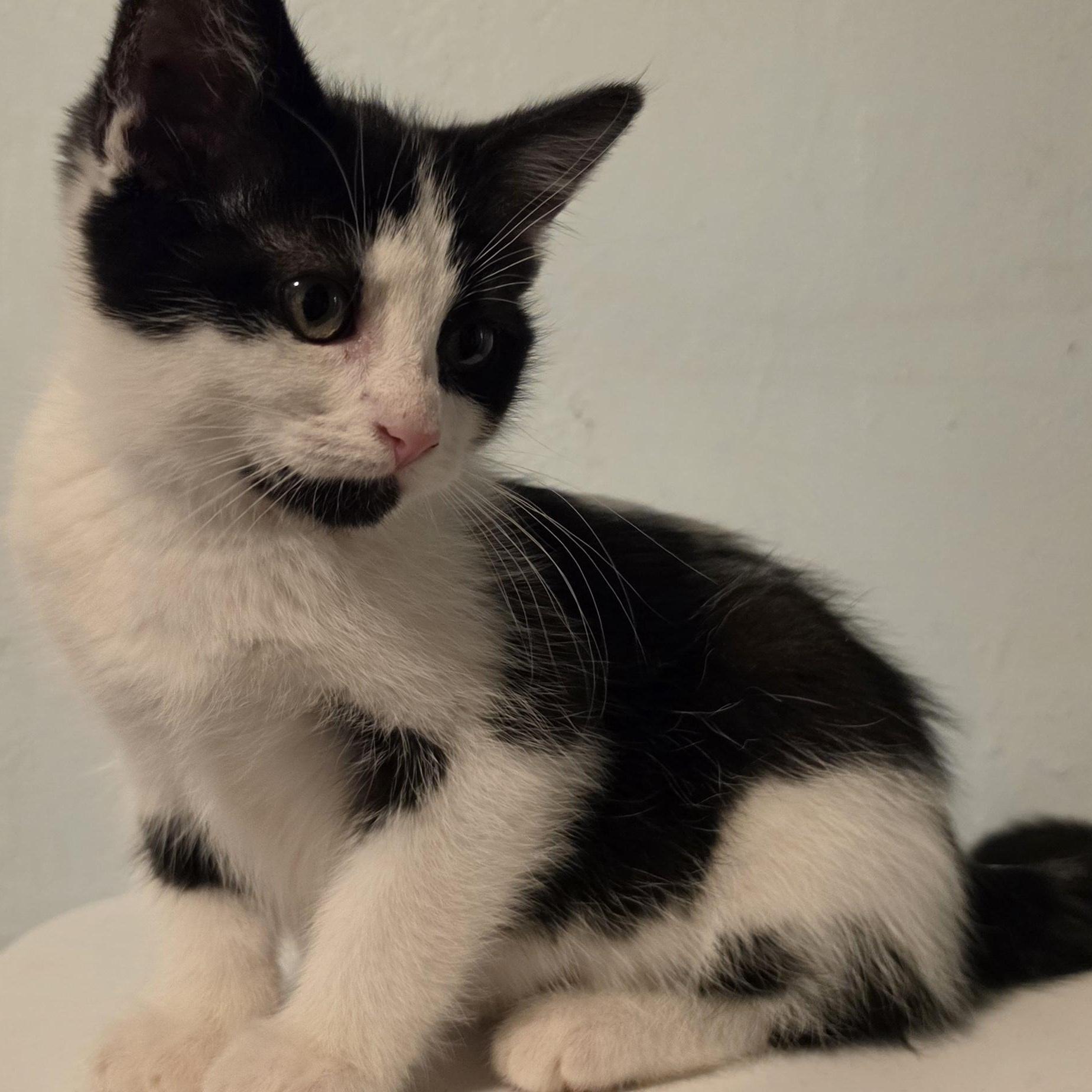 Enlarge Vicky, a Adoptable Domestic Short Hair in Portland, OR image 3/4