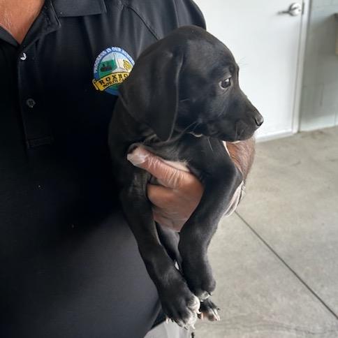 Gumdrop, Adoptable, Puppy Female Mixed Breed.