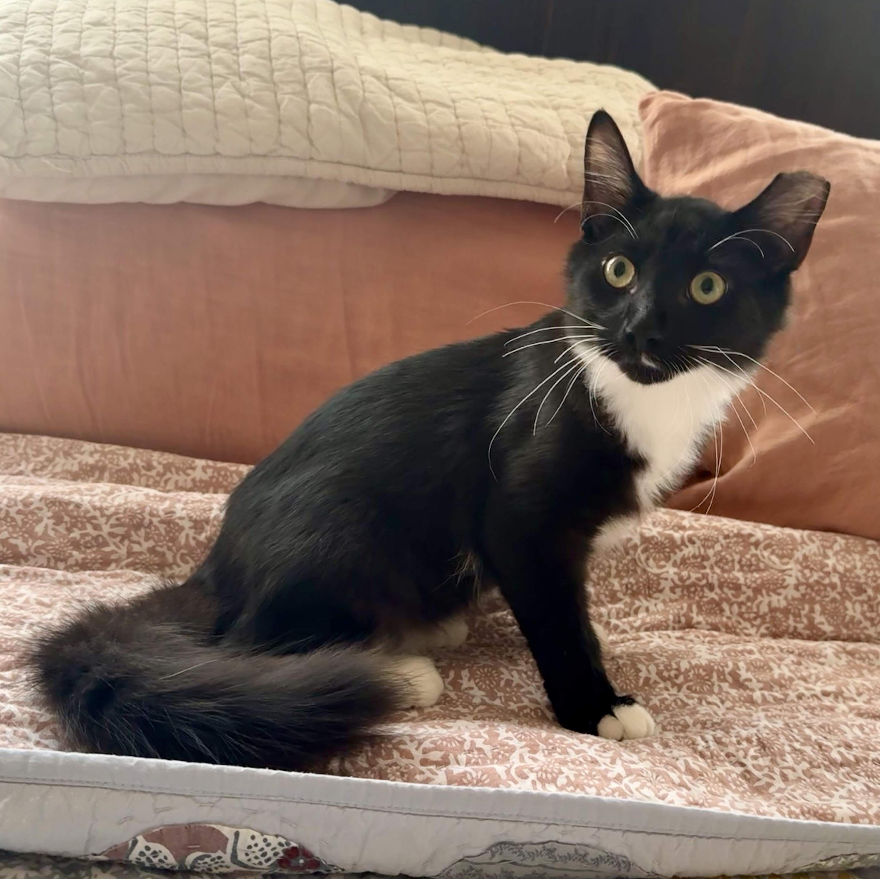 Percy, Adoptable, Kitten Male Maine Coon & Domestic Long Hair.