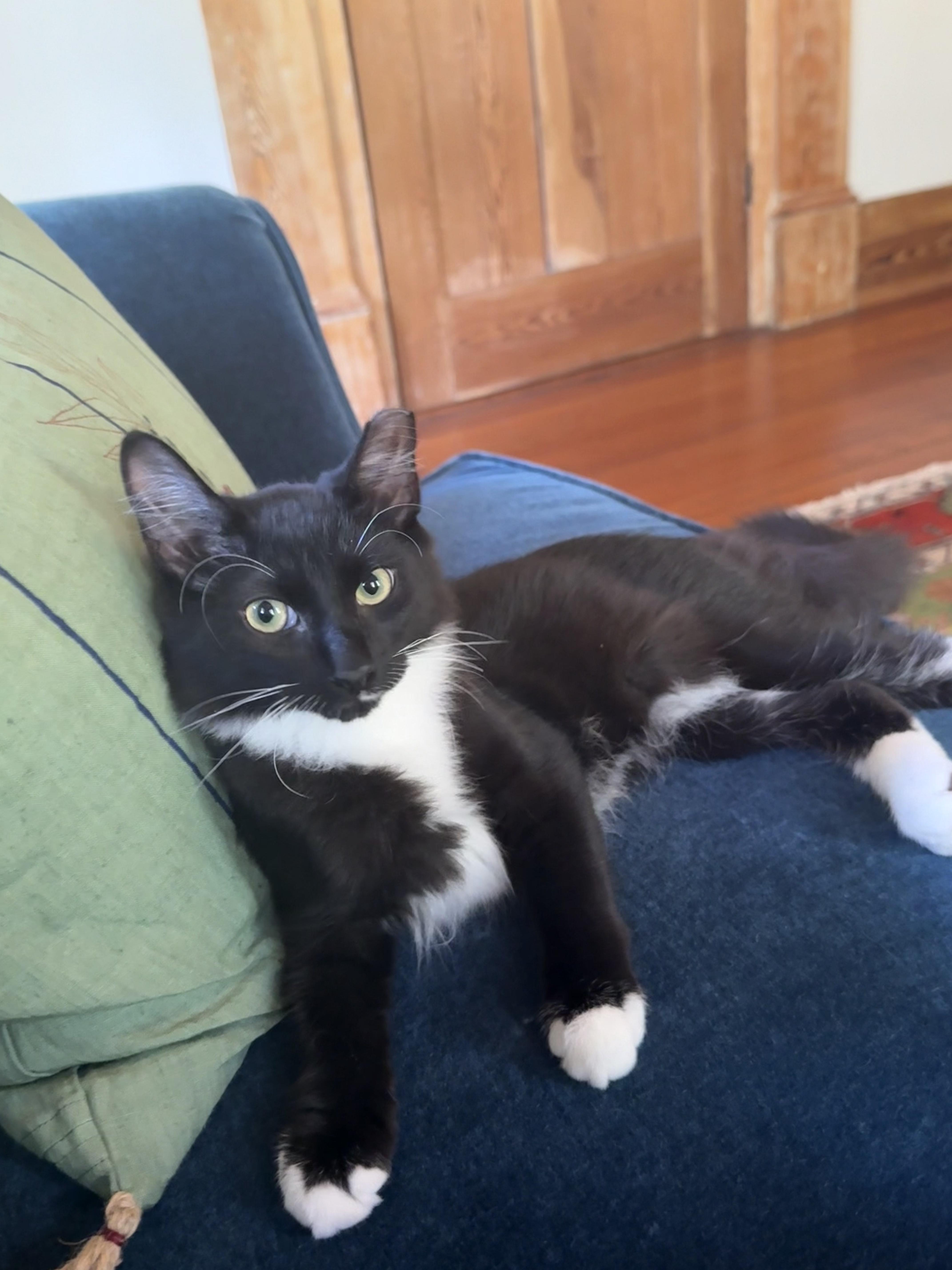 Percy, a Adoptable mixed breed image 6/6