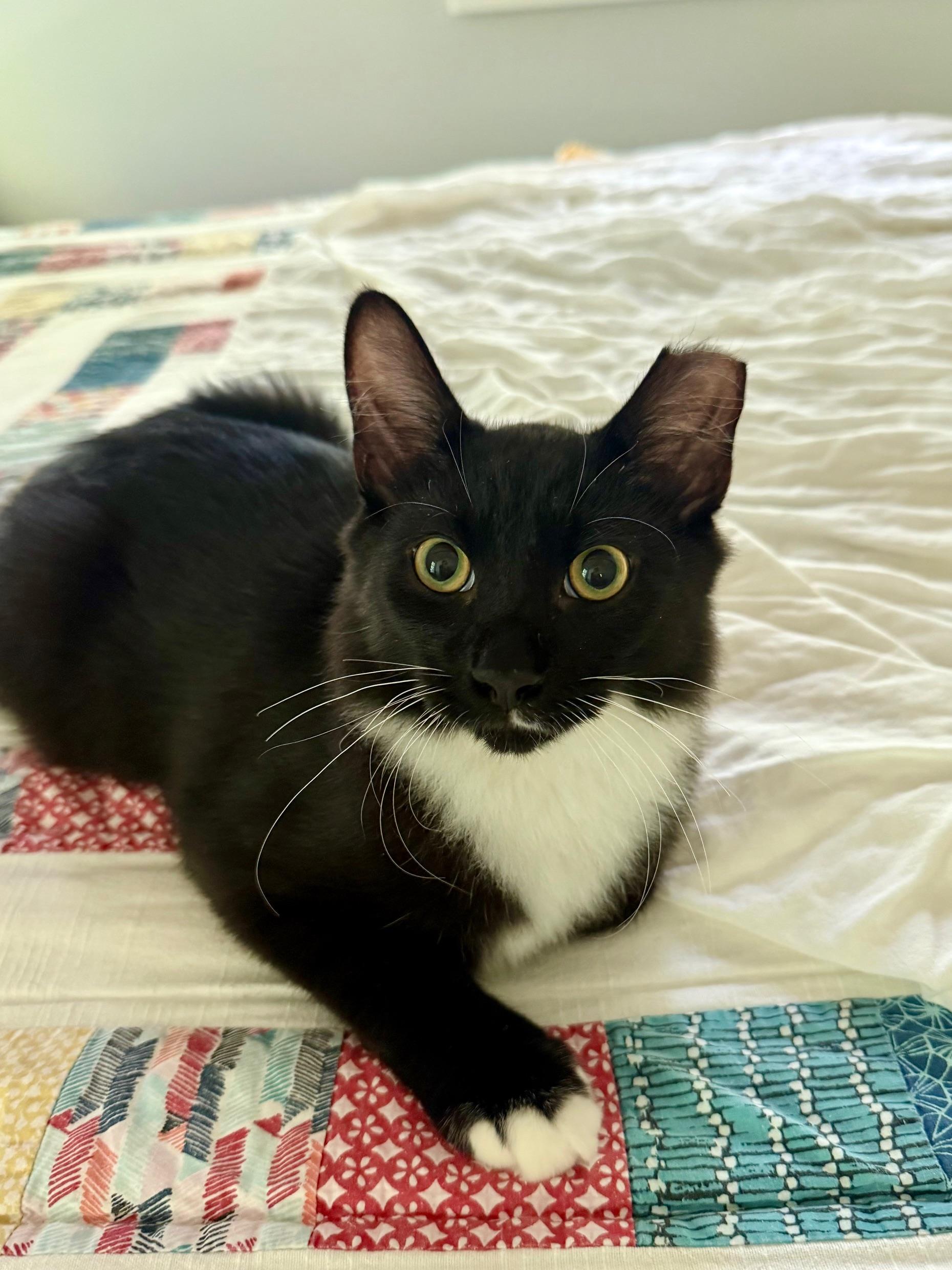 Percy, a Adoptable mixed breed image 4/6