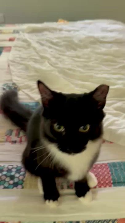 Enlarge Percy, an adopted mixed breed in Atlanta, GA video 5/6