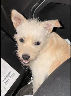 Enlarge Merle $500, a Adoptable Terrier in Milwaukee, WI image 1/4