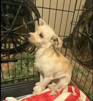 Enlarge Merle $500, a Adoptable Terrier in Milwaukee, WI image 2/4