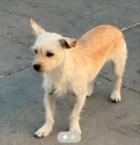 Enlarge Merle $500, a Adoptable Terrier in Milwaukee, WI image 3/4
