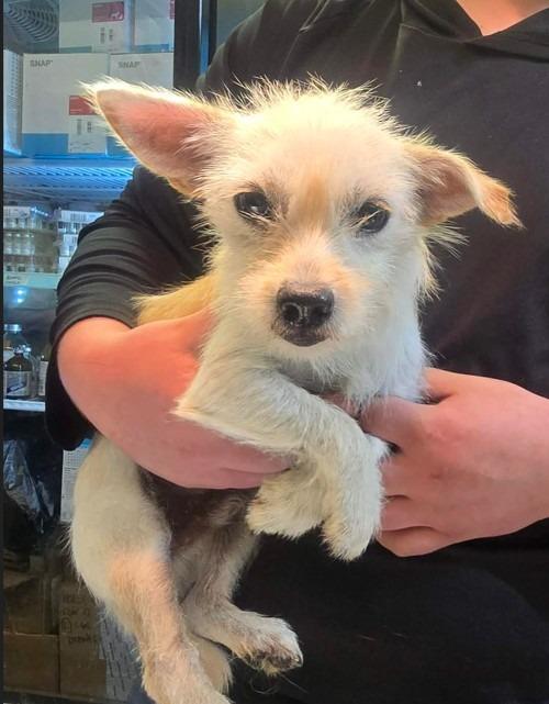 Enlarge Merle $500, a Adoptable Terrier in Milwaukee, WI image 4/4