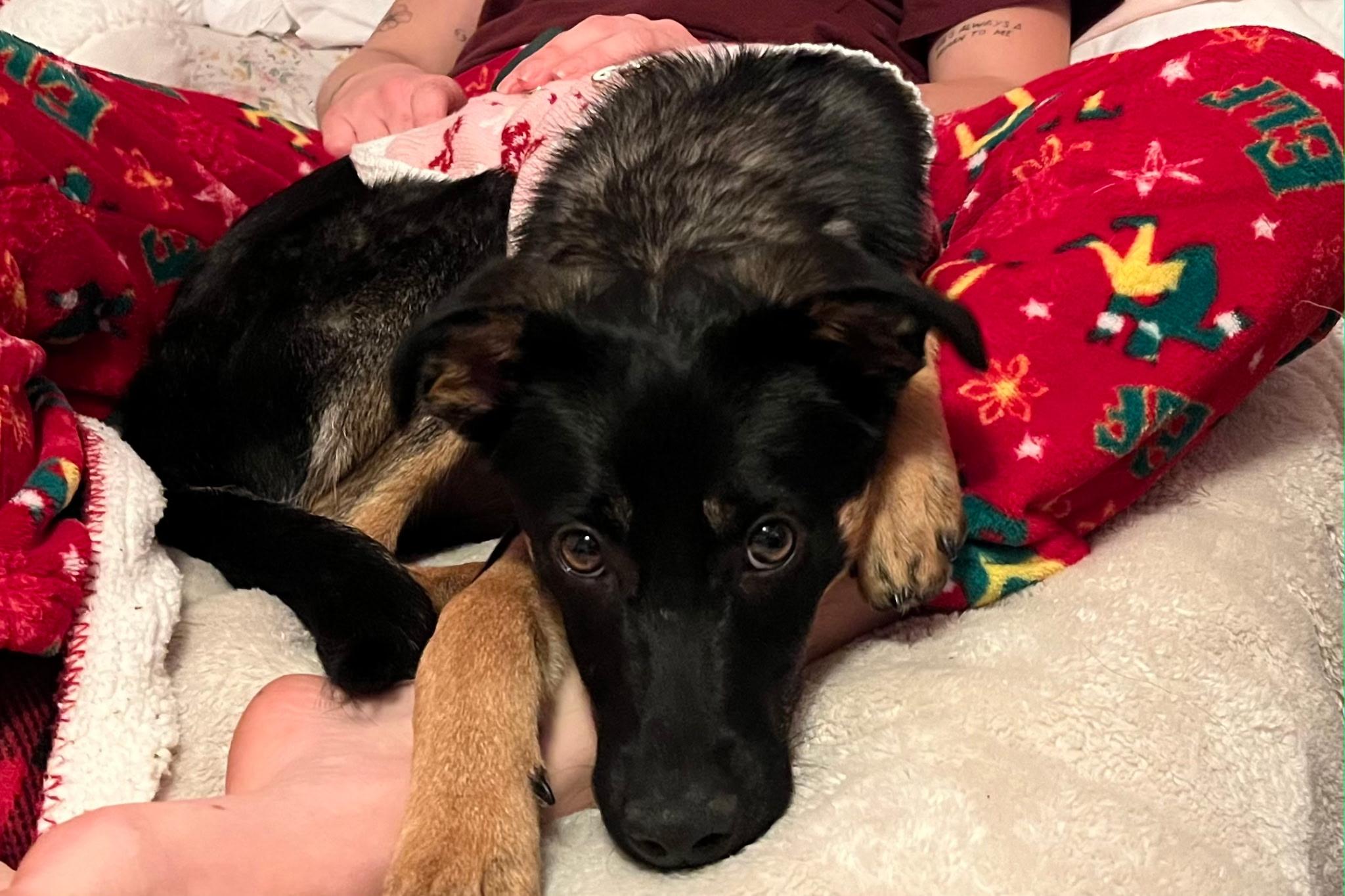 Riley - Adoptable Pet | Petfinder | Petfinder