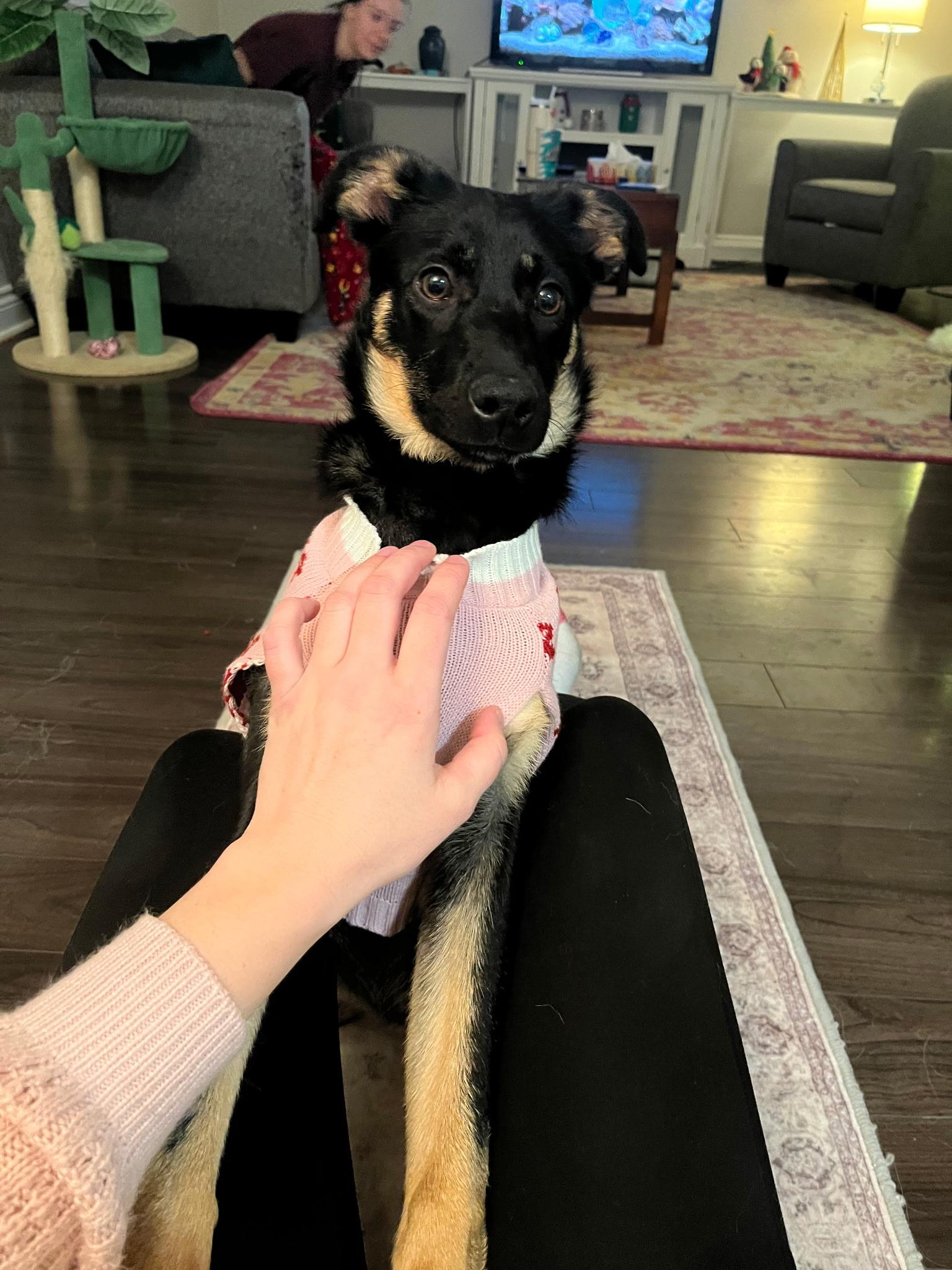 Riley - Adoptable Pet | Petfinder | Petfinder