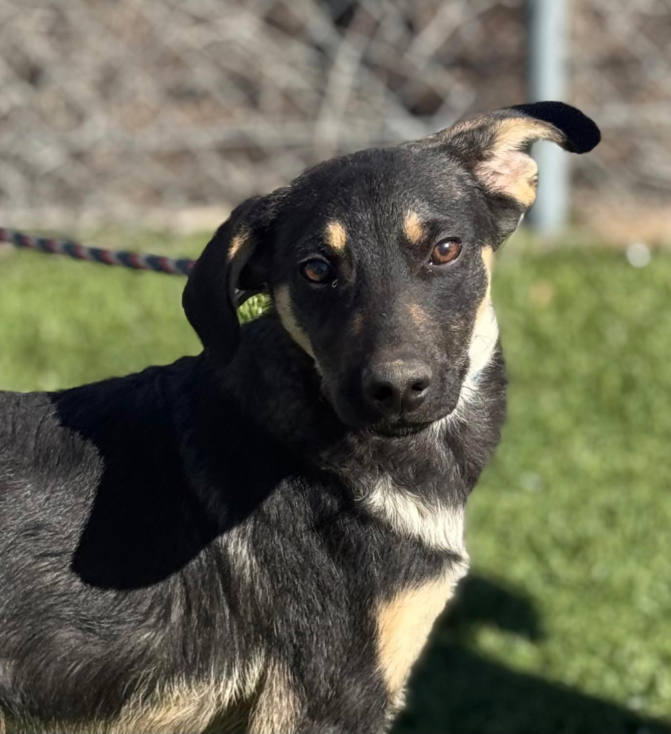 Riley - Adoptable Pet | Petfinder | Petfinder