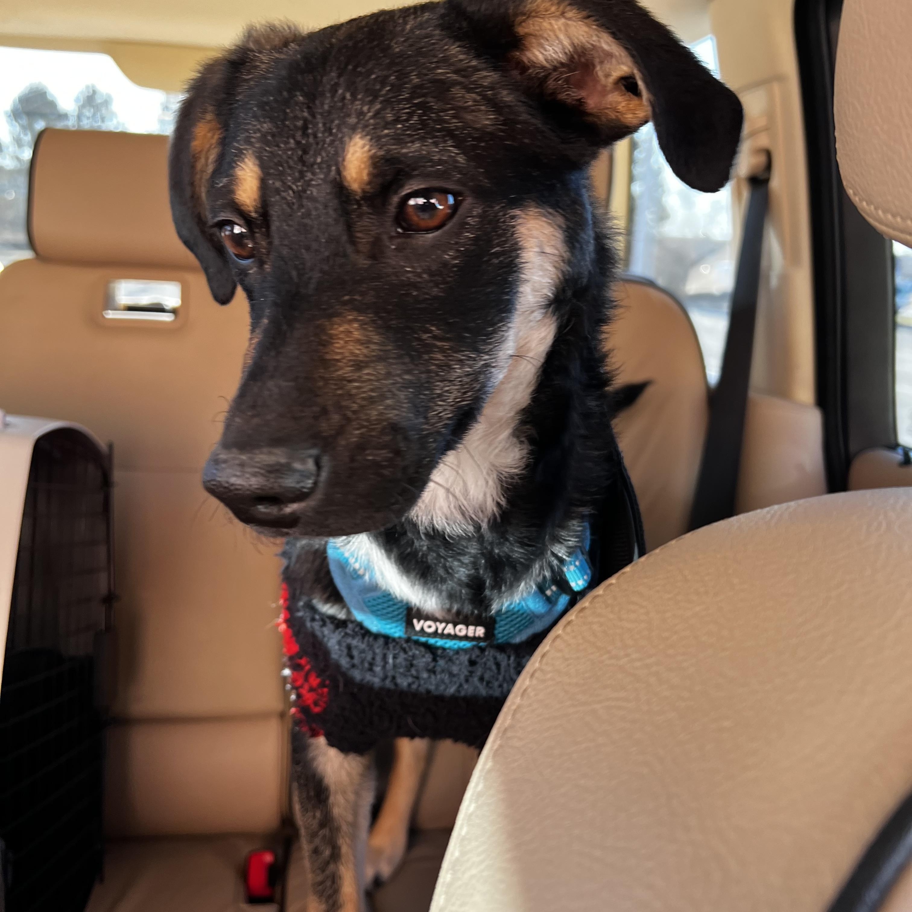 Riley - Adoptable Pet | Petfinder | Petfinder