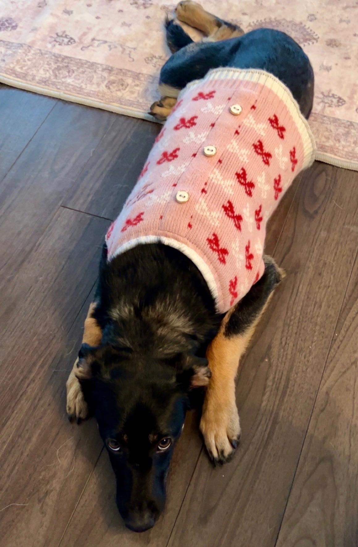 Riley - Adoptable Pet | Petfinder | Petfinder