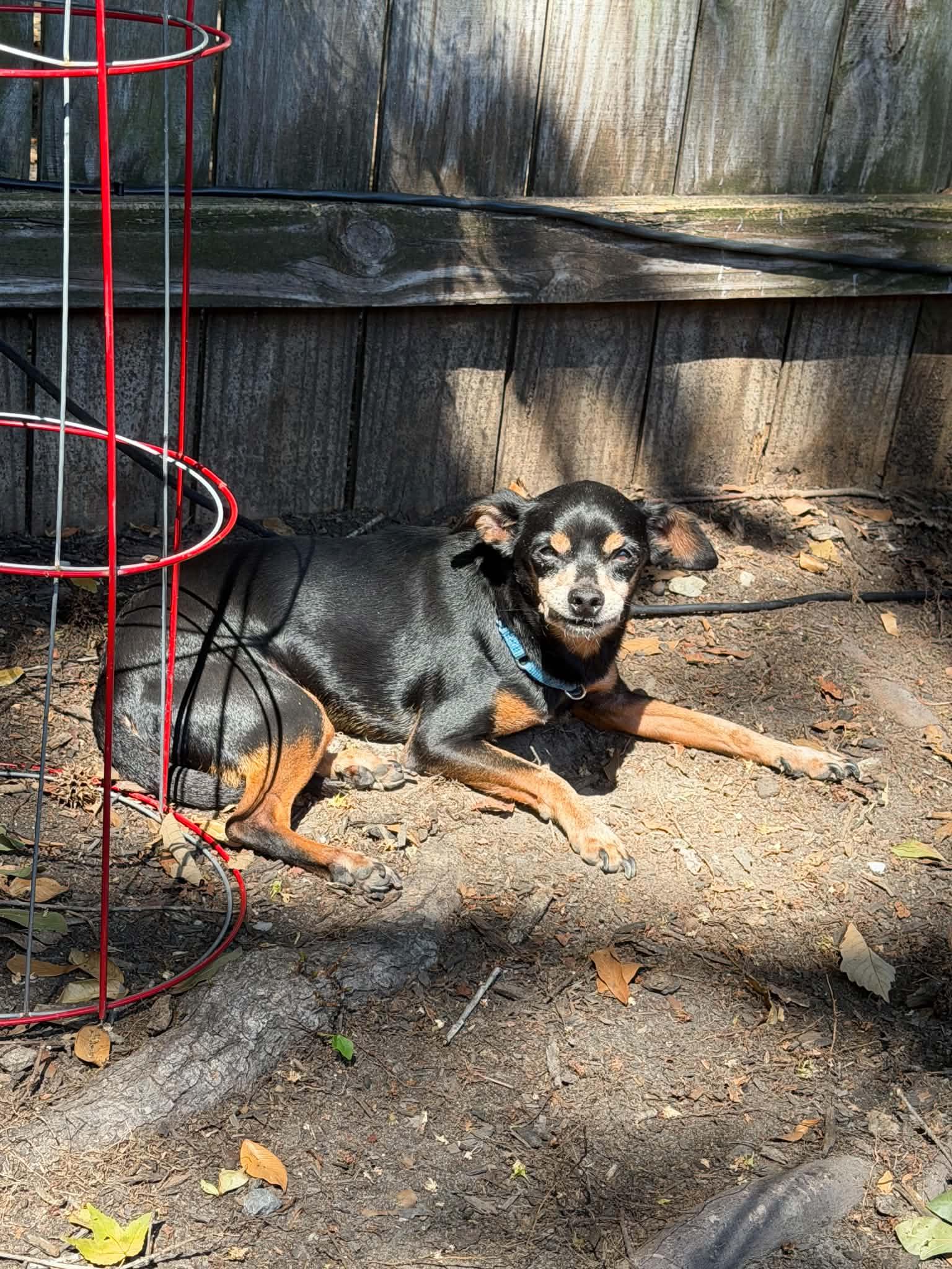 Hercules, Adoptable, Adult Male Chihuahua.