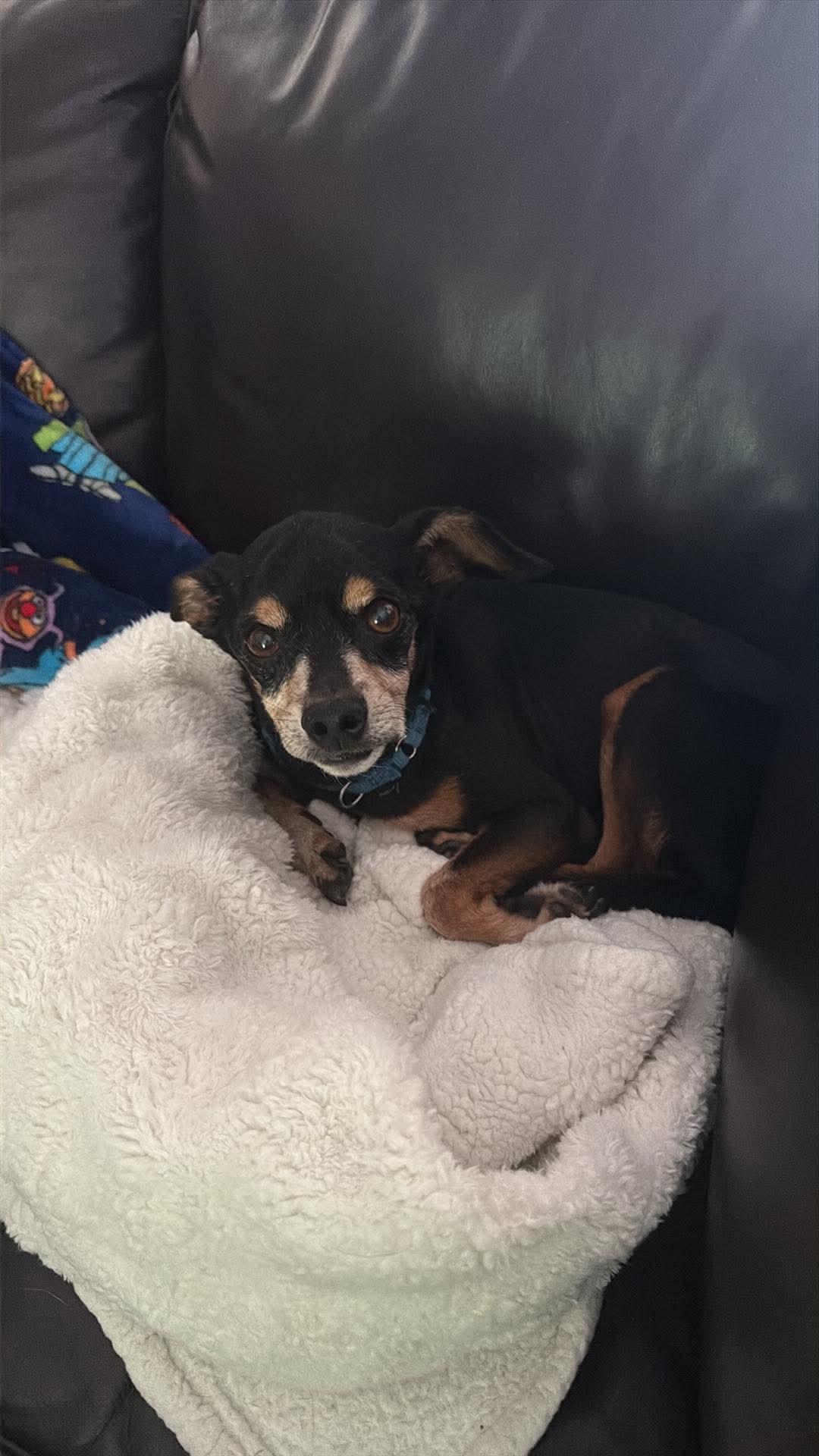 Enlarge Hercules, a Adoptable mixed breed in Virginia Beach, VA image 2/2