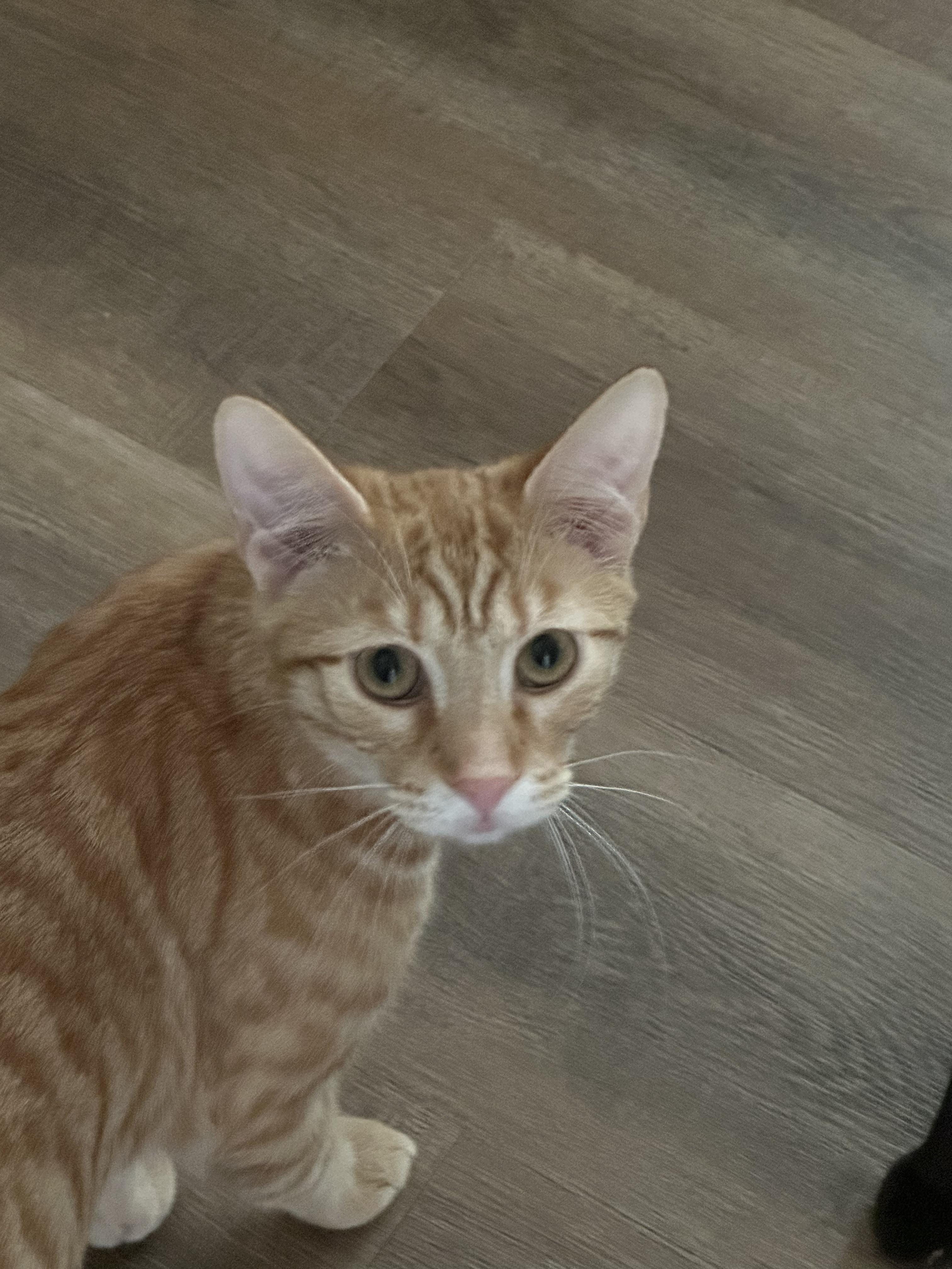 Churro, a ADOPTABLE Tabby in Richmond, VA image 3/3