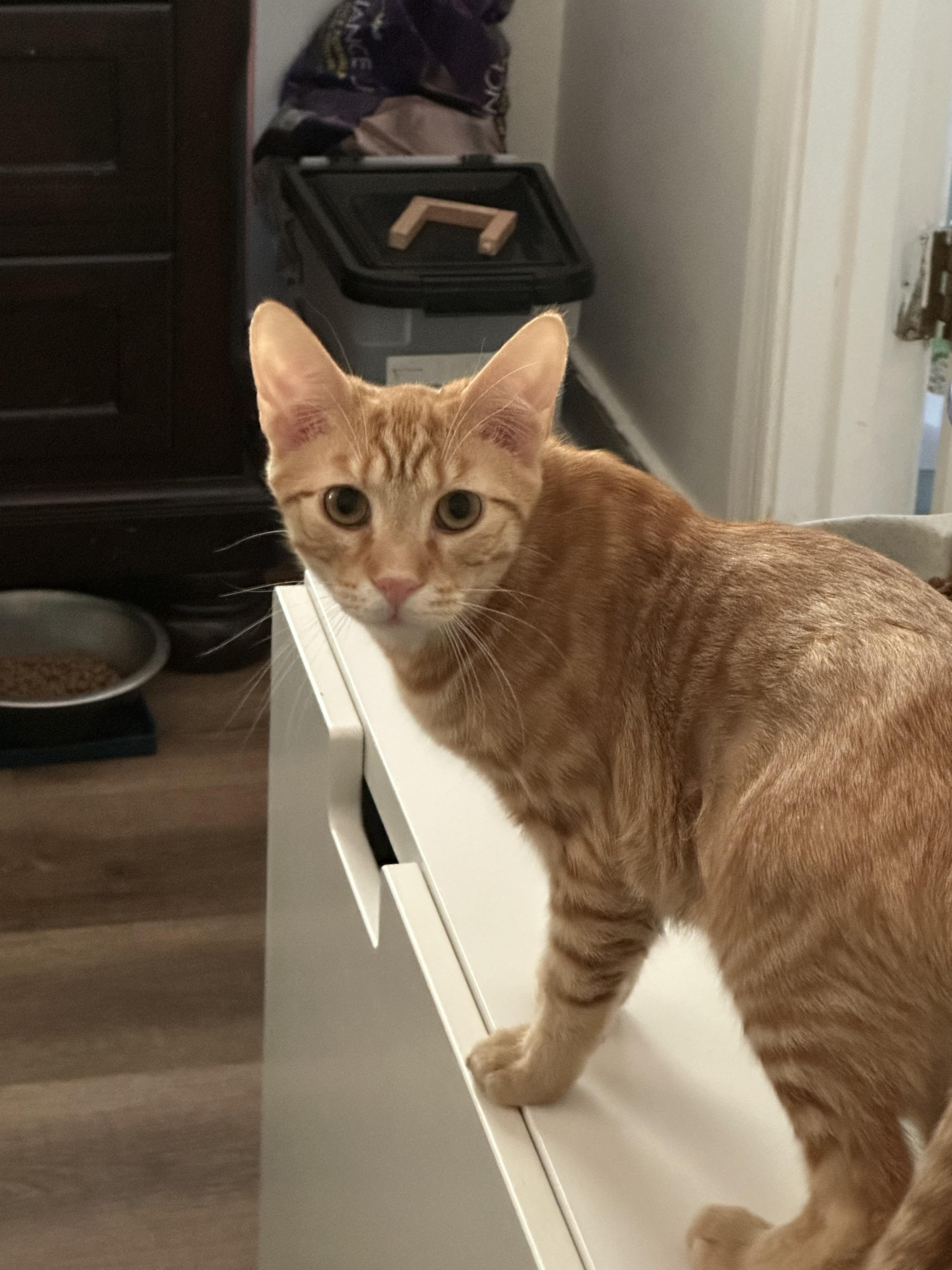 Churro, a ADOPTABLE Tabby in Richmond, VA image 1/3