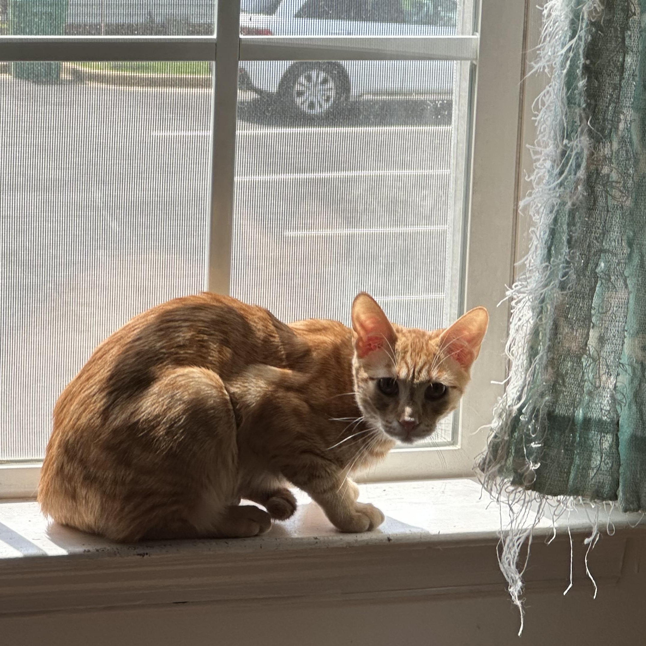 Churro, a ADOPTABLE Tabby in Richmond, VA image 2/3