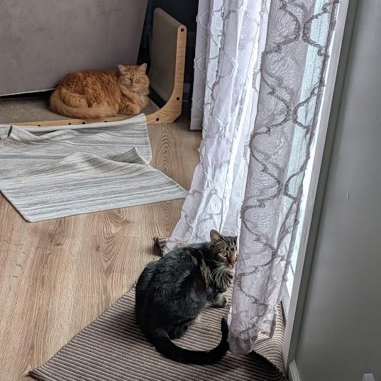 Enlarge Alexandra , a ADOPTABLE Tabby in Toms River, NJ image 6/6