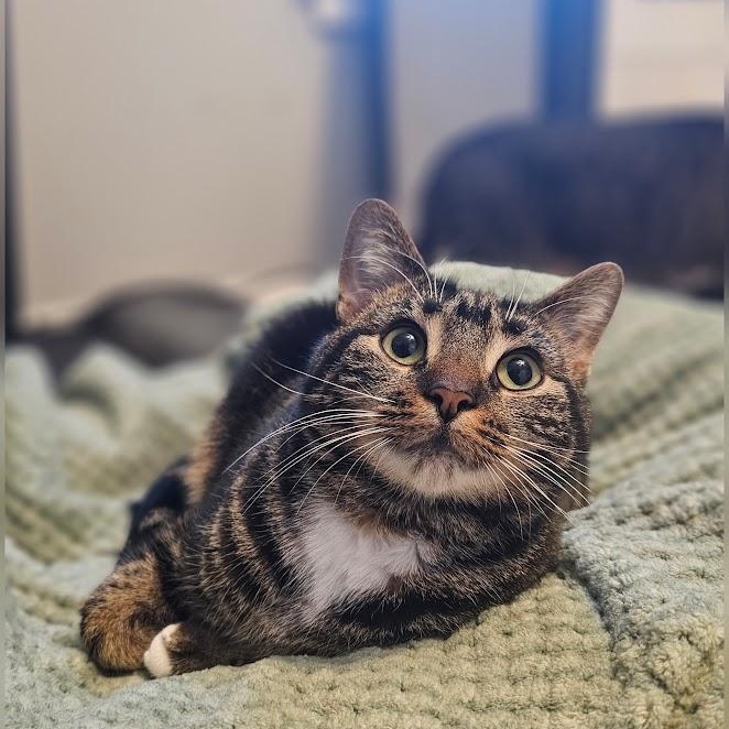 Enlarge Alexandra , a ADOPTABLE Domestic Short Hair in Toms River, NJ image 1/6