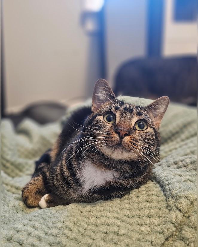 Enlarge Alexandra , a ADOPTABLE Tabby in Toms River, NJ image 4/6