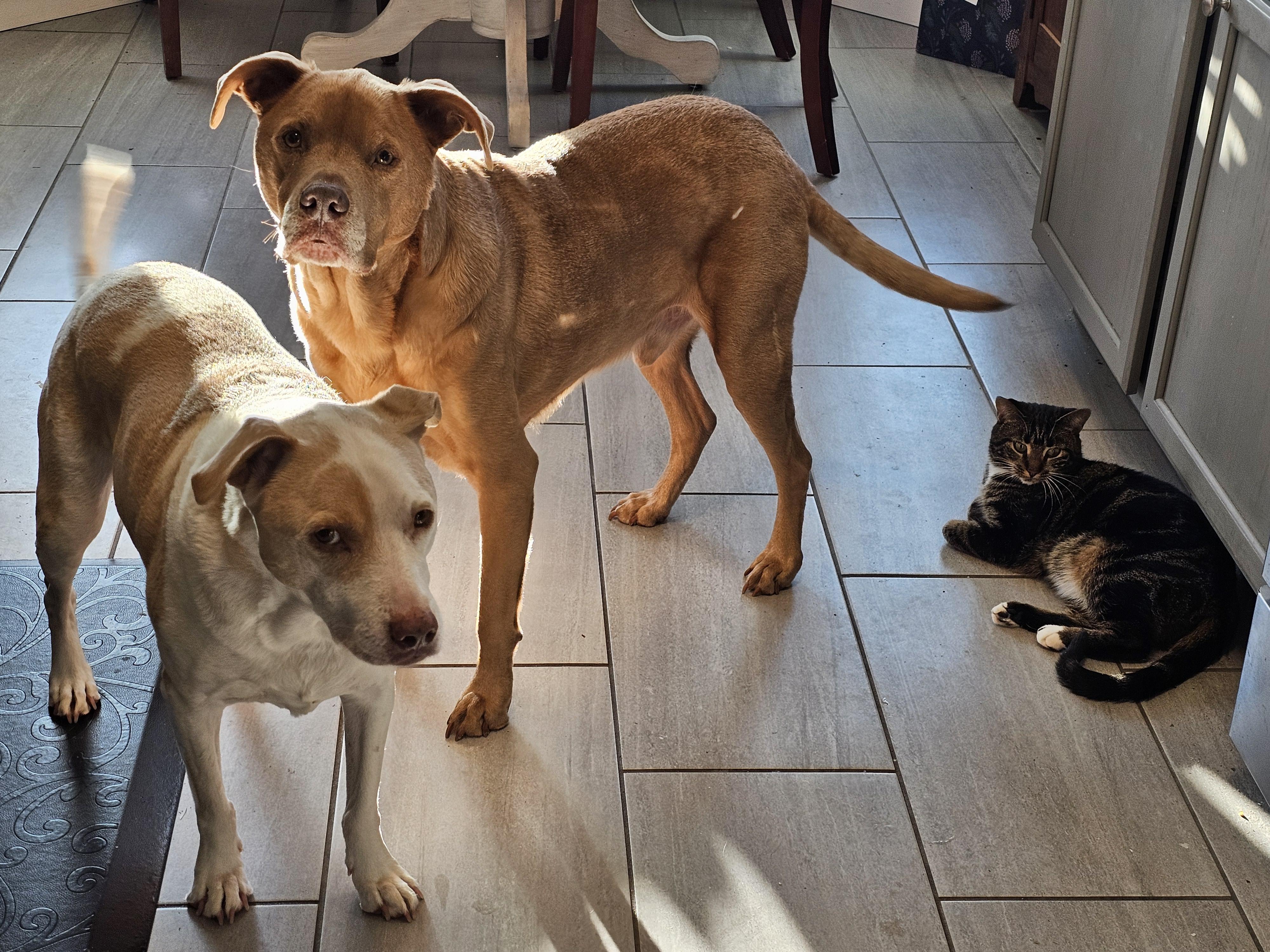 Enlarge Alexandra , a ADOPTABLE Tabby in Toms River, NJ image 3/6