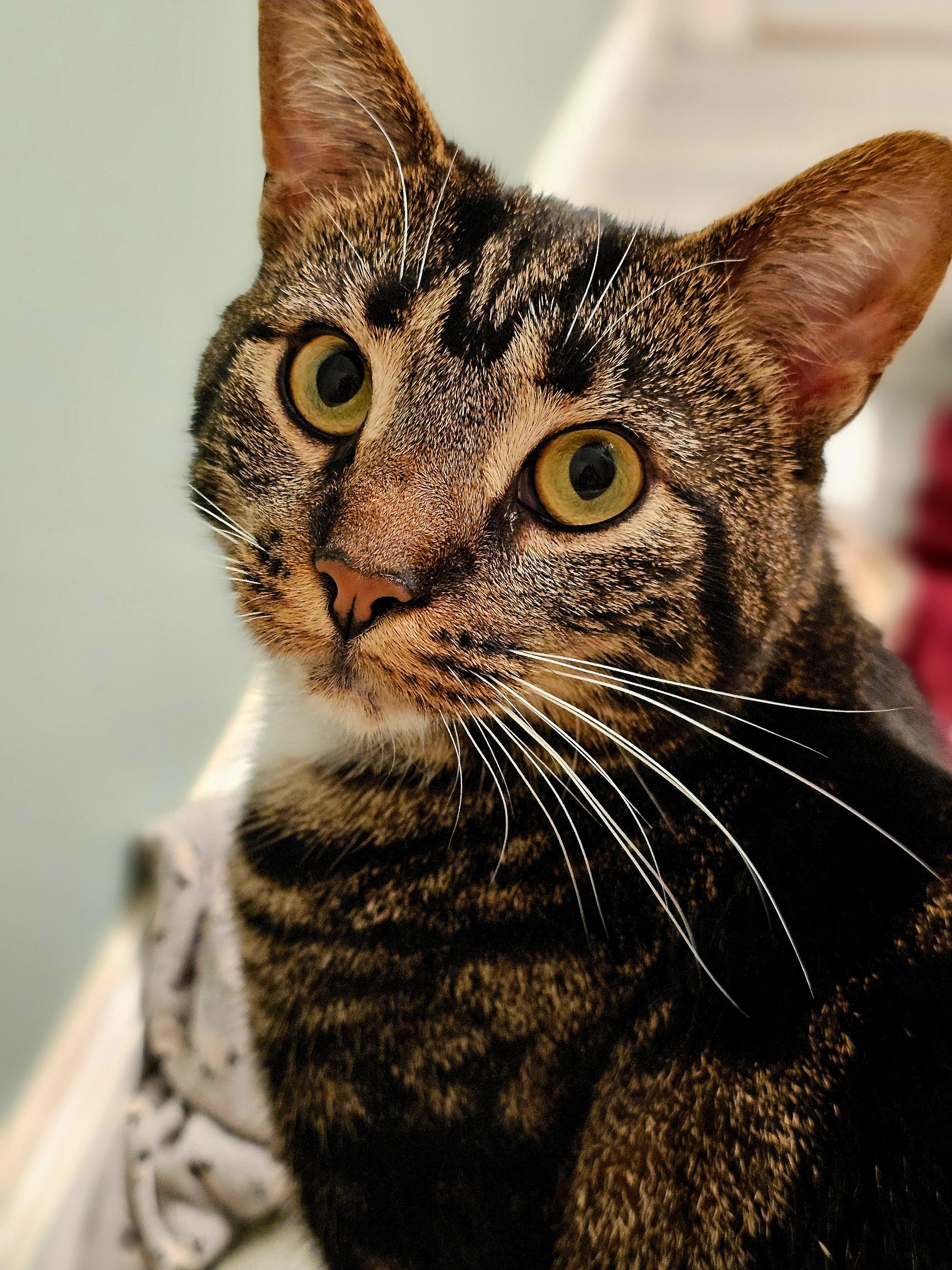 Enlarge Alexandra , a ADOPTABLE Domestic Short Hair in Toms River, NJ image 6/6