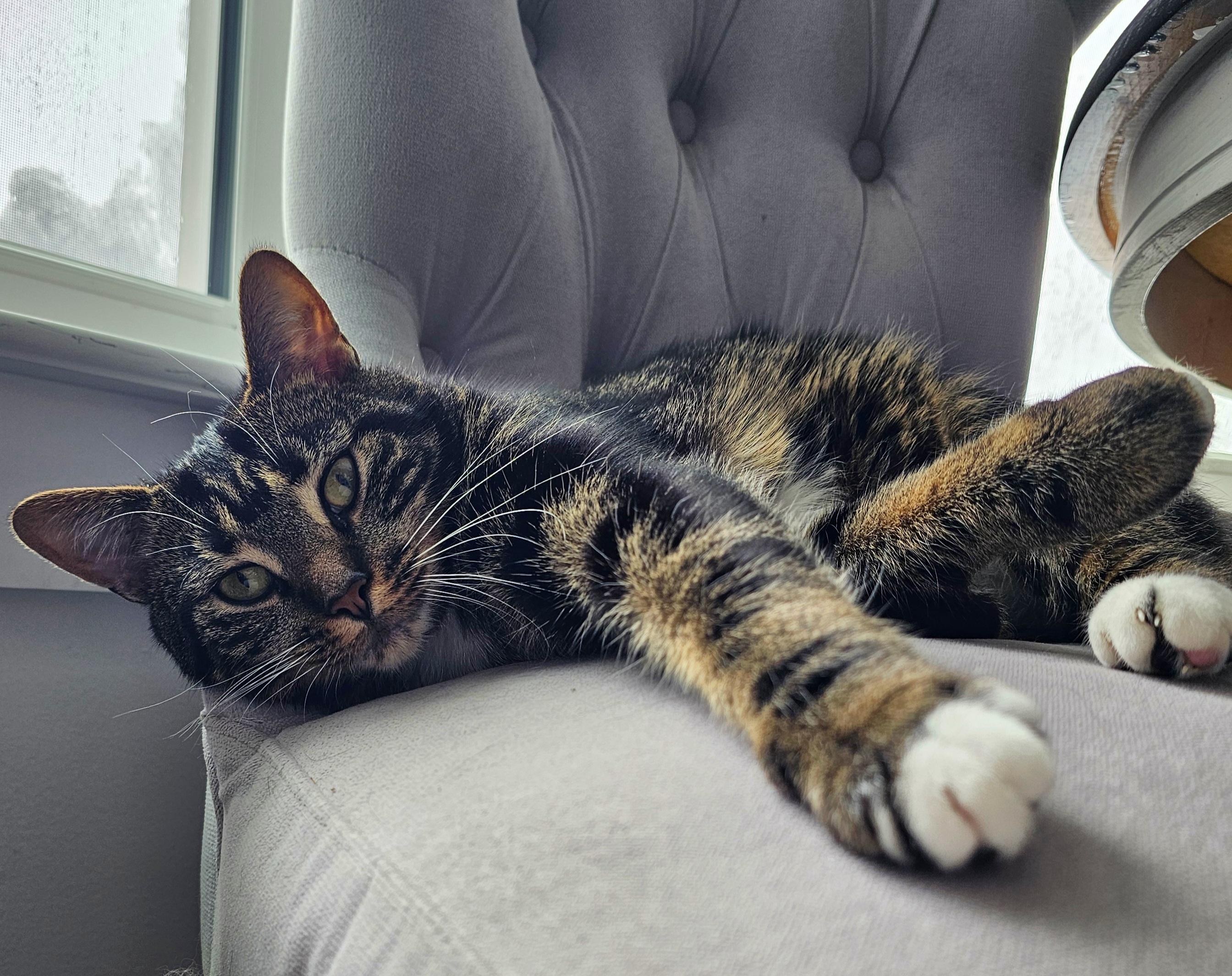 Enlarge Alexandra , a ADOPTABLE Tabby in Toms River, NJ image 1/6