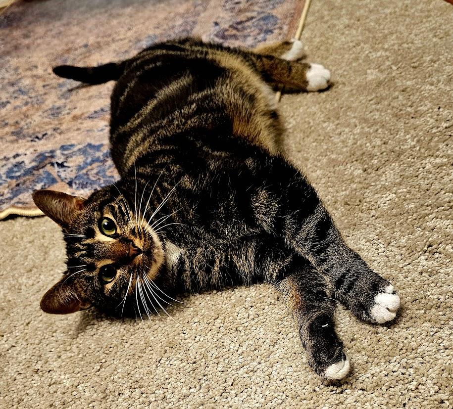 Enlarge Alexandra , a ADOPTABLE Tabby in Toms River, NJ image 5/6