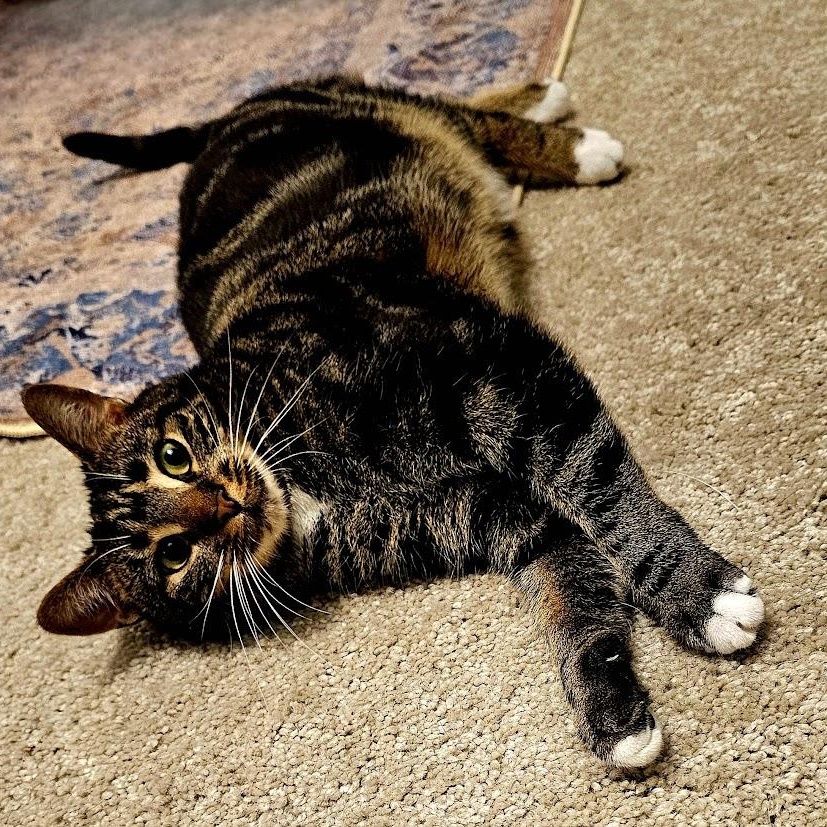 Enlarge Alexandra , a ADOPTABLE Domestic Short Hair in Toms River, NJ image 5/6