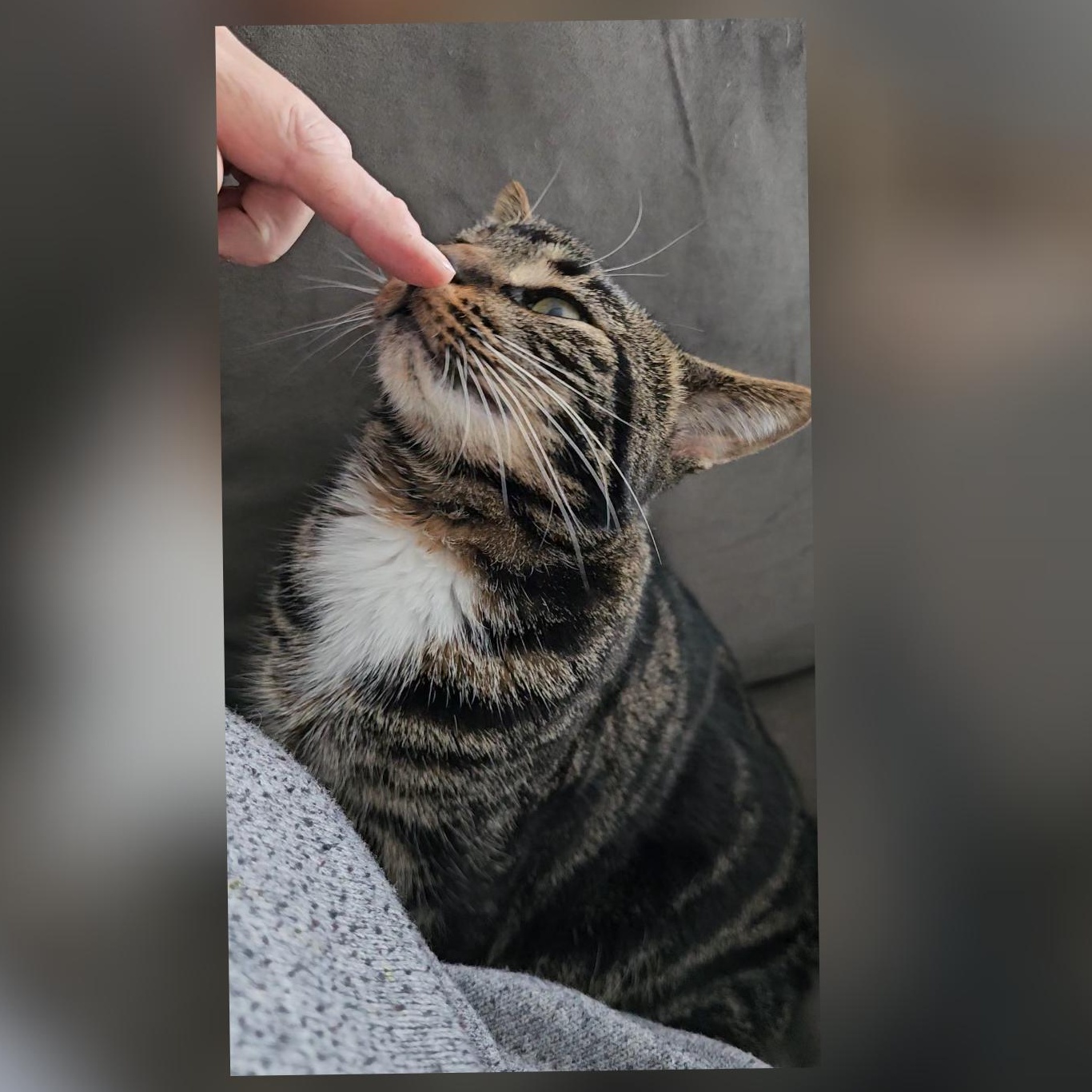 Enlarge Alexandra , a ADOPTABLE Tabby in Toms River, NJ image 2/6