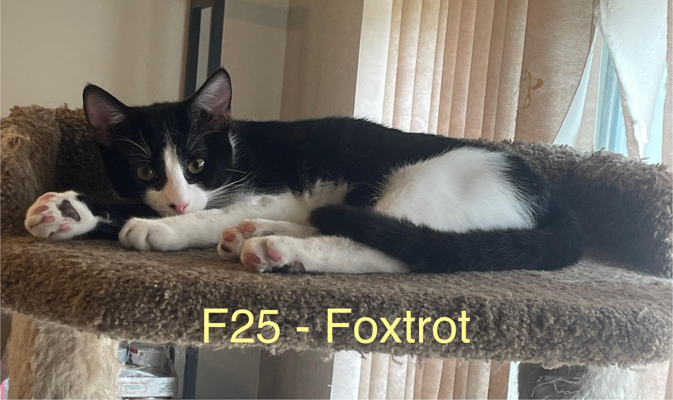 Enlarge Foxtrot V, a Adoptable Tuxedo in Sacramento, CA image 1/3