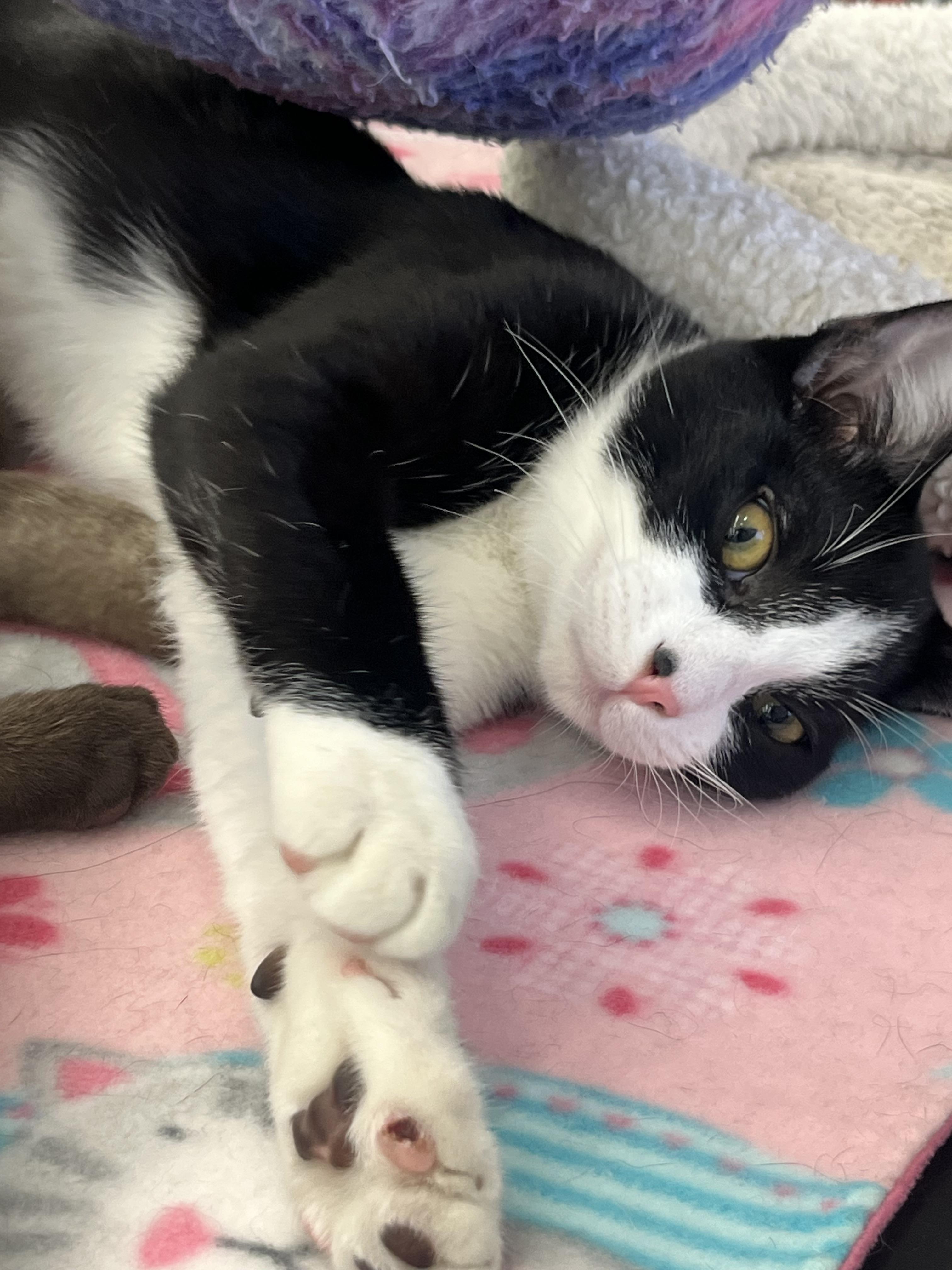 Enlarge Foxtrot V, a Adoptable Tuxedo in Sacramento, CA image 2/3