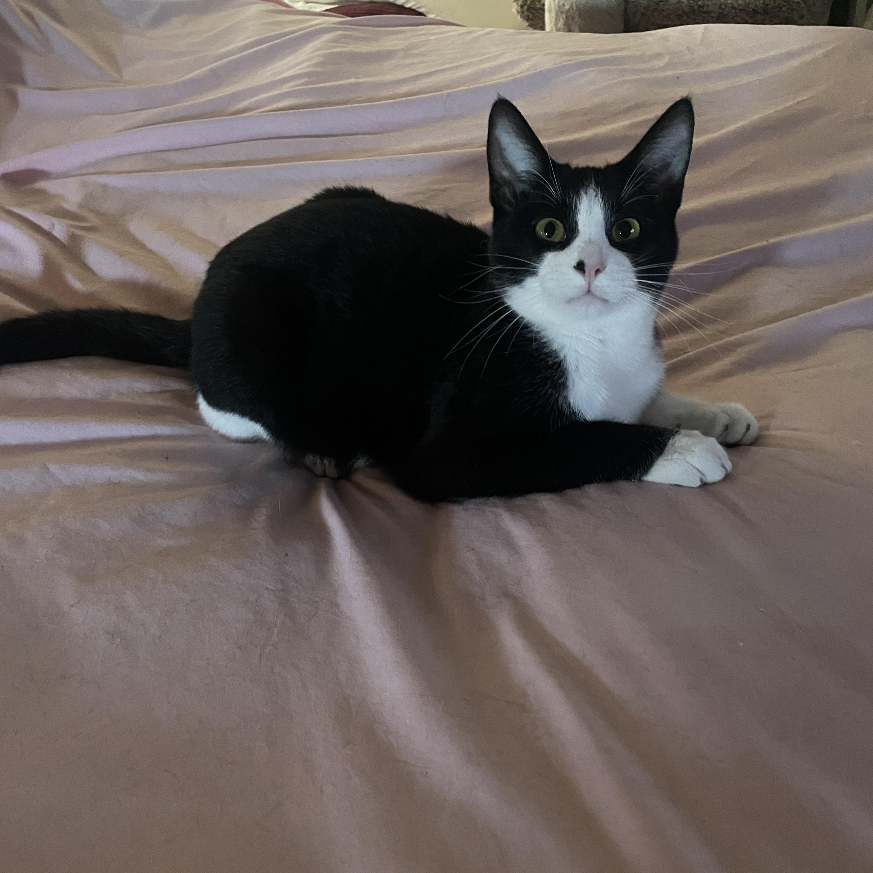 Enlarge Foxtrot V, a Adoptable Tuxedo in Sacramento, CA image 3/3