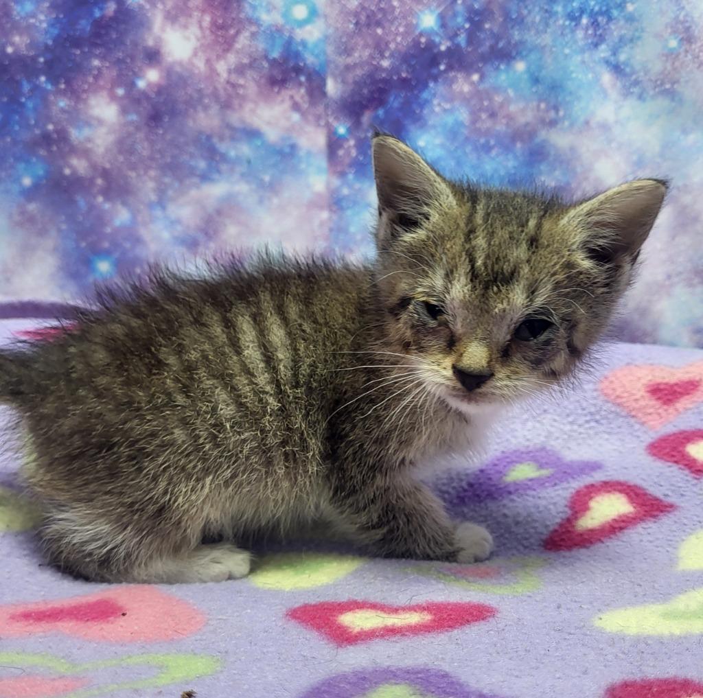 Lucy, Adoptable, Kitten Female Domestic Short Hair.