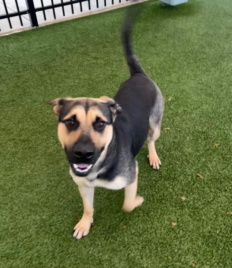 Harper, Adoptable, Young Female German Shepherd Dog.