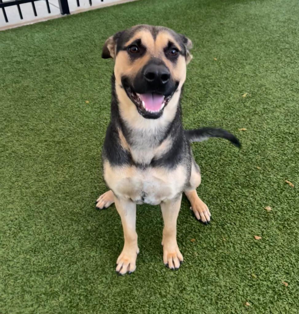 Enlarge Harper, a Adoptable mixed breed in Seguin, TX image 2/3