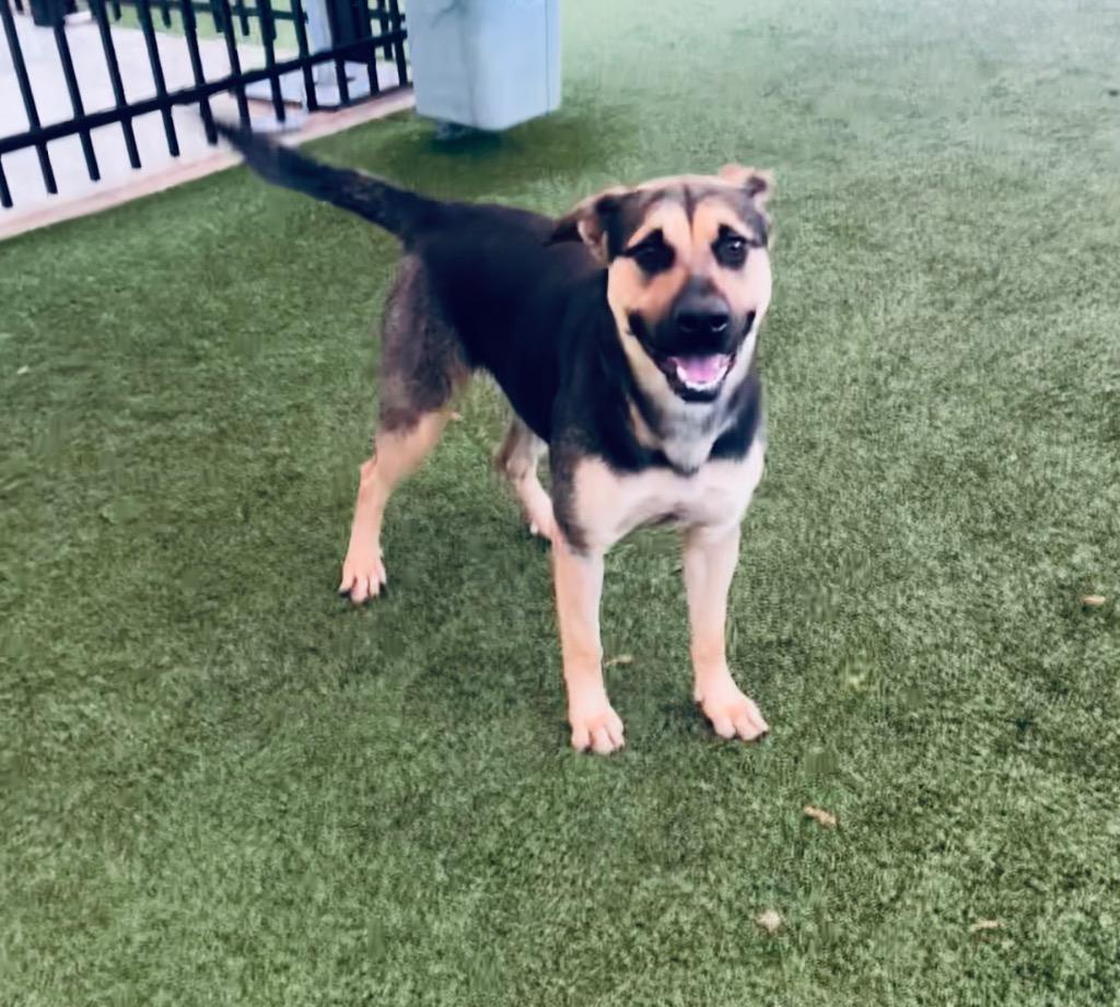 Enlarge Harper, a Adoptable mixed breed in Seguin, TX image 3/3