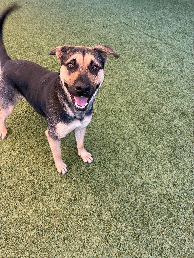 Enlarge Harper, a Adoptable mixed breed in Seguin, TX image 4/5
